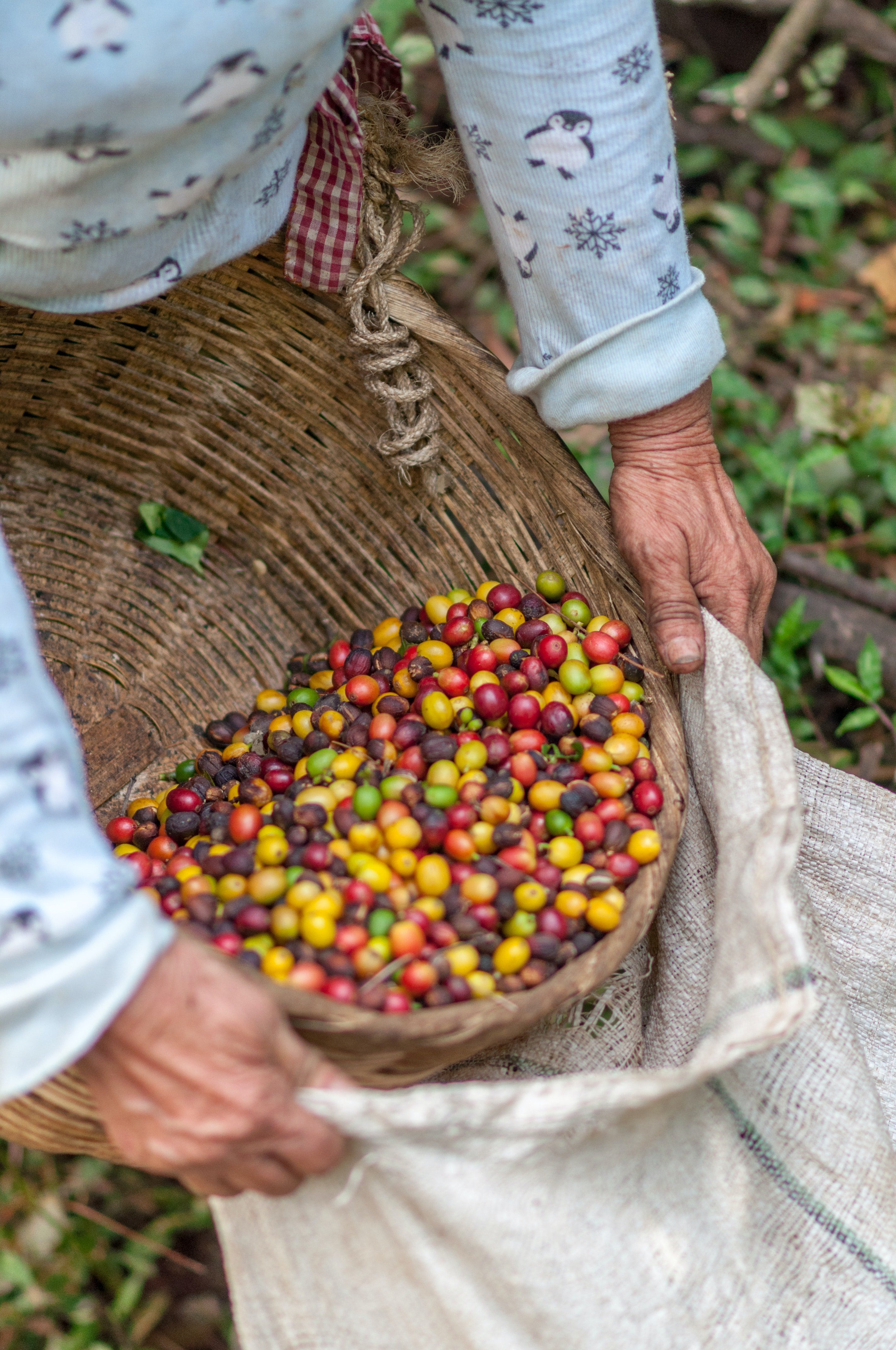 Peru    Organic     Coffee